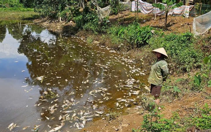 Xử phạt chủ trại lợn gây ô nhiêm môi trường khiến người dân bức xúc