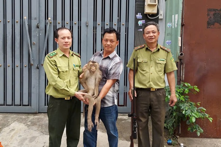 Bắt con khỉ đuôi lợn chuyên vào nhà dân quấy phá, tìm thức ăn