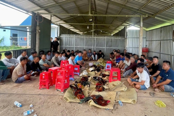 Phá trường gà, tạm giữ 51 con bạc