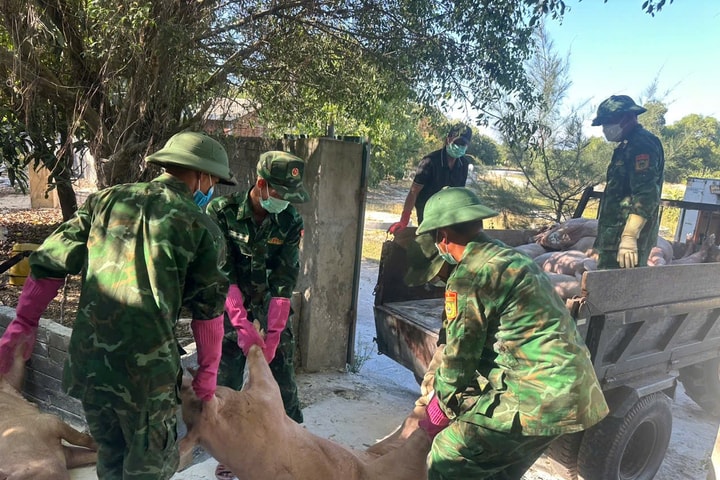 Biên phòng Hải An tích cực hỗ trợ bà con tiêu hủy lợn nhiễm dịch