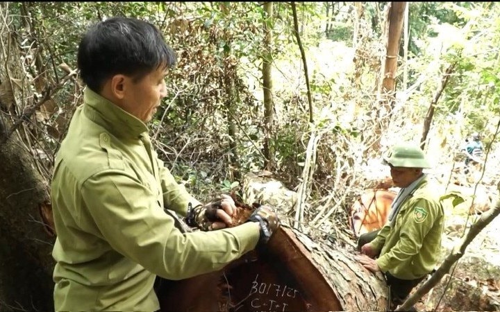 Xem xét xử lý trách nhiệm vụ phá rừng tại Vườn quốc gia Ba Bể