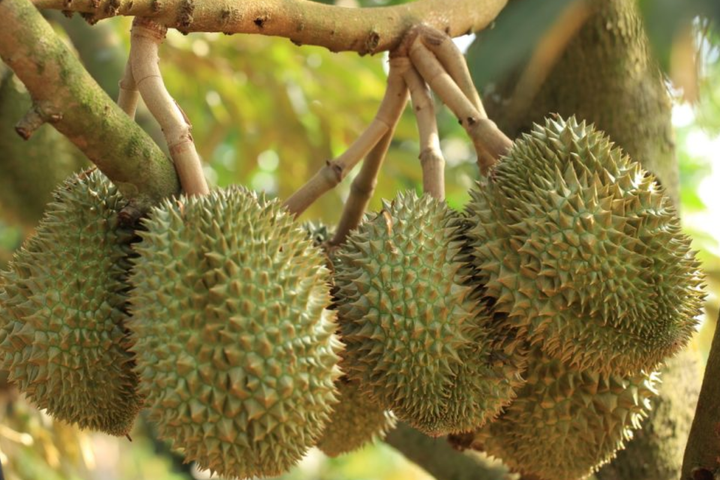 Xuất khẩu sầu riêng bứt phá, lập bản đồ nhiễm Cadimi để giữ vững đà tăng trưởng