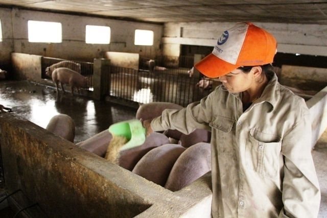 Đề xuất mới cho con giống, nguyên liệu sản xuất thức ăn chăn nuôi