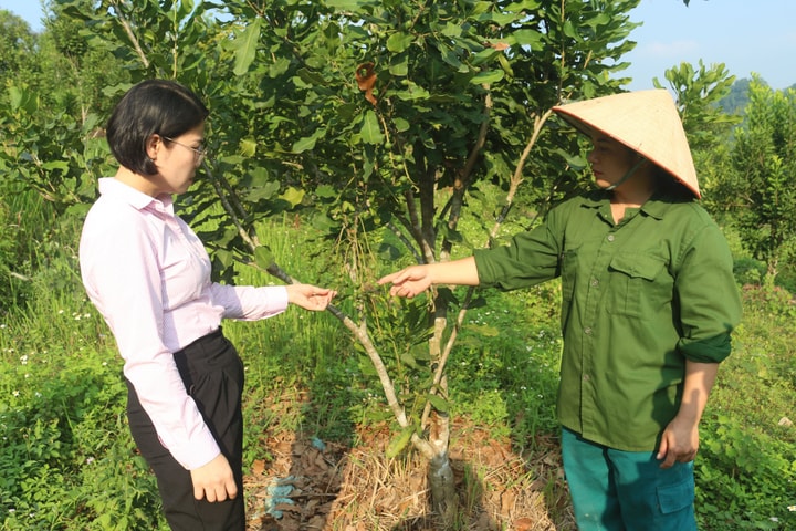Tín dụng chính sách, gửi trọn niềm tin, lan tỏa giá trị nhân văn nơi vùng cao