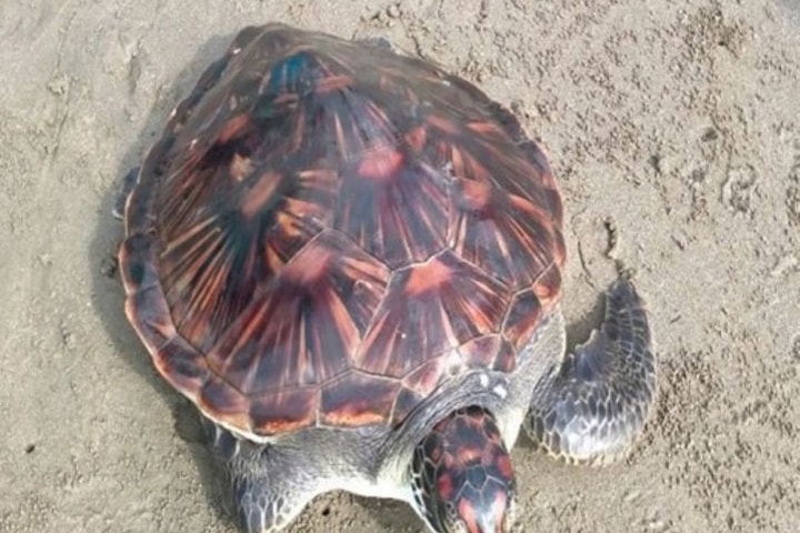 Thả cá thể Vích có nguy cơ tuyệt chủng về biển