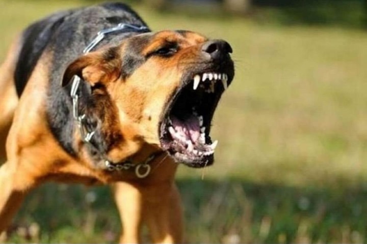 Quy định mới về nuôi chó, mèo và trách nhiệm bồi thường khi cắn người