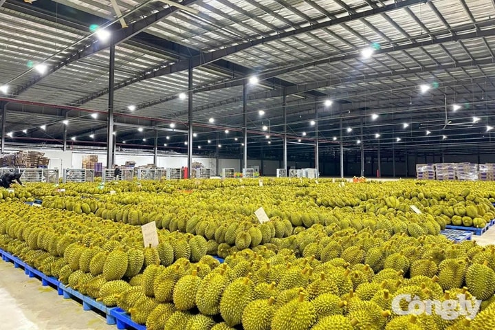 Đắk Lắk quyết liệt giữ vững thị trường xuất khẩu sầu riêng