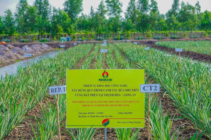 R&D PVCFC chiến lược phát triển lõi, bệ phóng tăng trưởng dài hạn của DCM