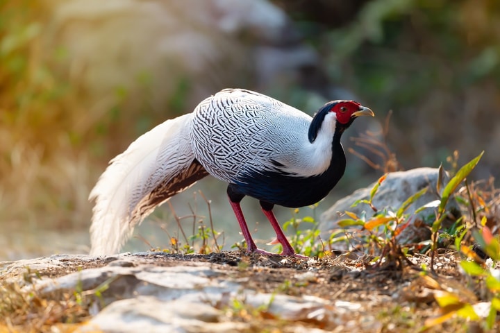 Vô tình nuôi giữ động vật quý hiếm, người dân có bị truy cứu trách nhiệm?