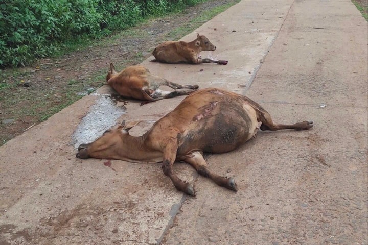 Xe tải mất lái tông chết 18 con bò, bồi thường hơn 300 triệu