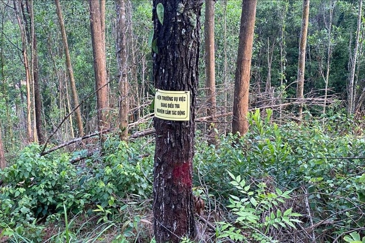 Hàng trăm cây thông phòng hộ ở Huế bị khoan lỗ, đổ hóa chất hủy hoại