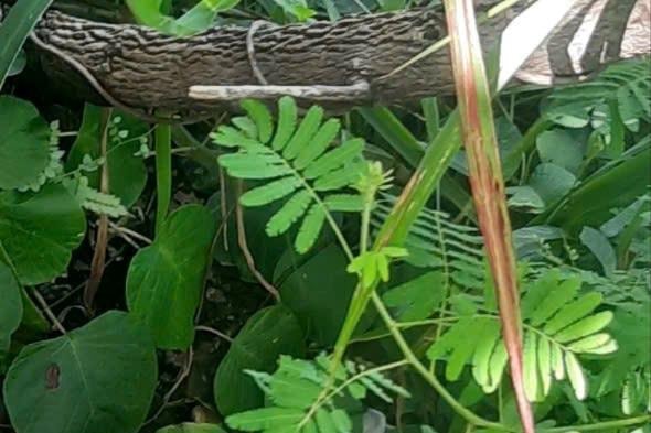 Phát hiện một bộ xương người khi đi hái nấm