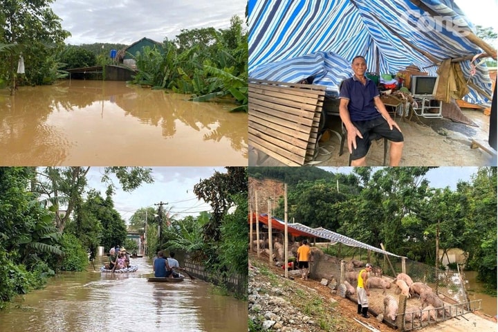Nhà cửa ngập sâu, nhiều hộ dân mang đồ đạc, vật nuôi lên bờ đê chạy lũ