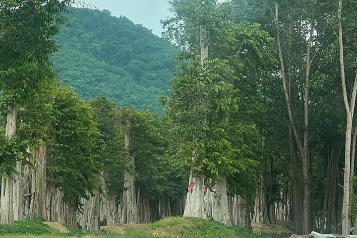 Bắt tạm giam Kế toán trưởng Công ty trúng đấu giá khai thác rừng gần 4 tỷ bán lại 26 tỷ