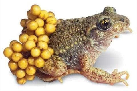 Gia Lai: 9 em nhỏ nhập viện cấp cứu sau khi ăn thịt, trứng cóc