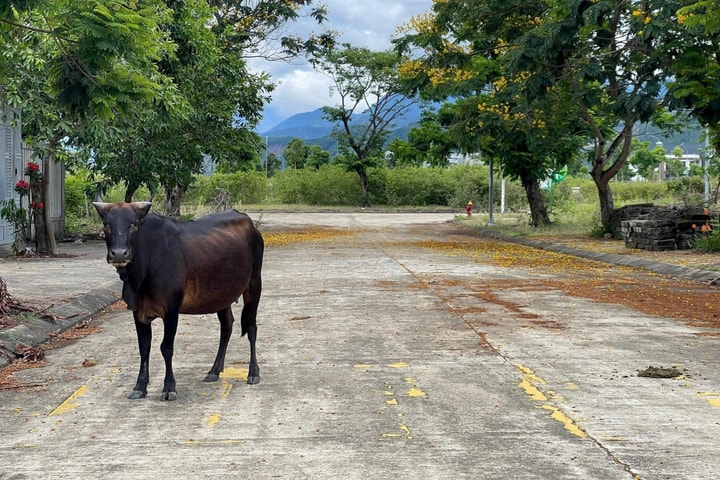 Kiên quyết dẹp tình trạng chăn thả rông gia súc trong khu dân cư