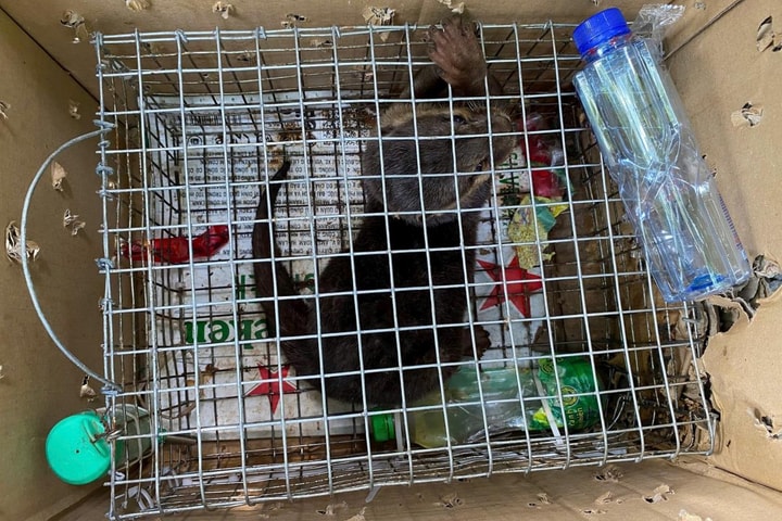 Cứu hộ cá thể rái cá vuốt bé quý hiếm