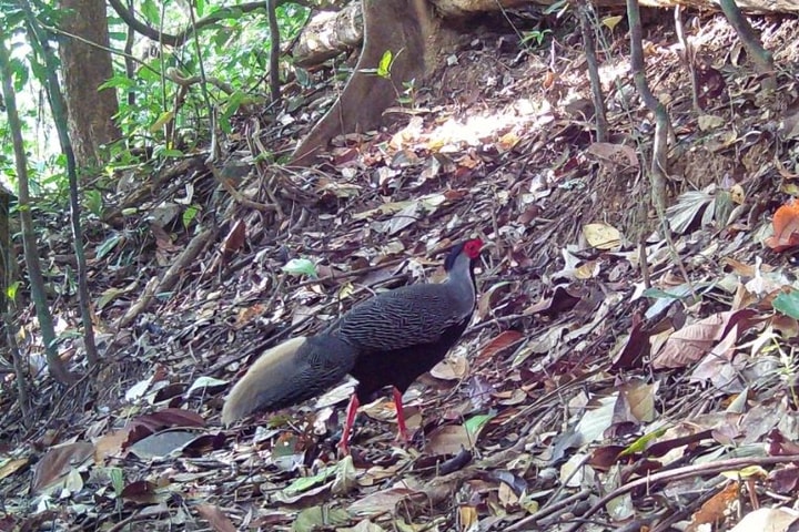 Ghi nhận nhiều loài động vật quý hiếm nhờ hệ thống máy ảnh trong rừng