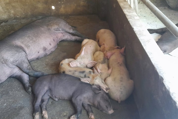 Phòng chống dịch tả lợn Châu Phi: Cuộc chiến cần sự chung tay