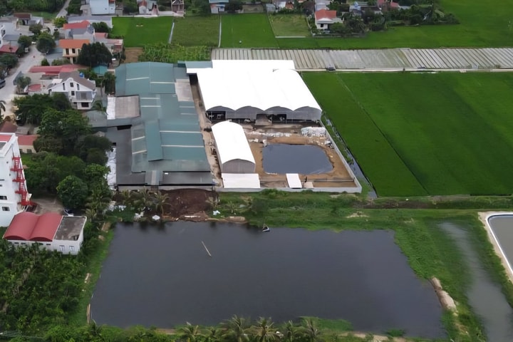 Xử phạt trại bò gây ô nhiễm ở Thanh Hóa