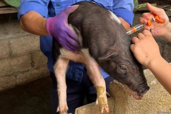 Dịch tả lợn châu Phi tại Cao Bằng có xu hướng giảm