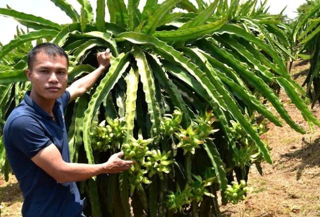 Lâm Đồng: Đưa thanh long vào nhóm cây chủ lực quốc gia