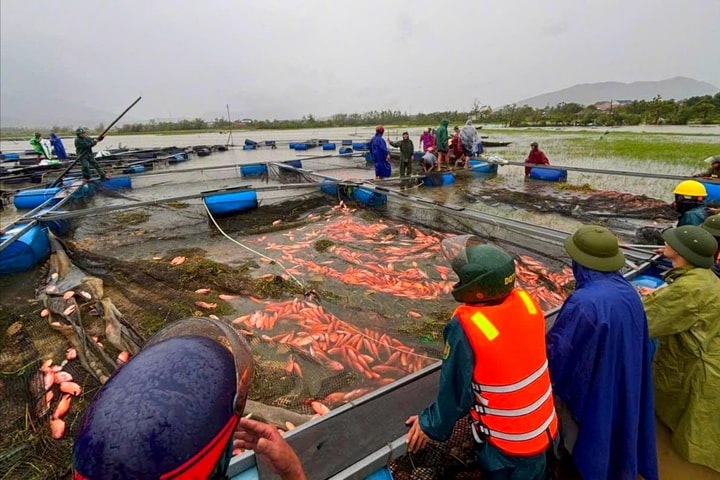 20 tấn cá của một hộ nuôi chết trắng sau bão số 10