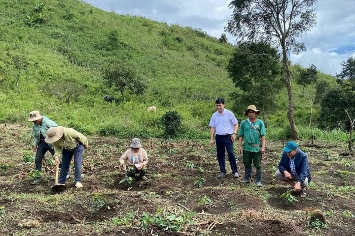 Hướng dẫn người Xơ Đăng trồng cà phê đặc sản thoát nghèo