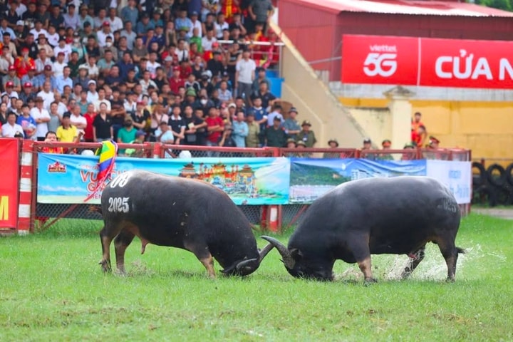 Hồi hộp trước những màn đấu tại Lễ hội chọi trâu Đồ Sơn năm 2025