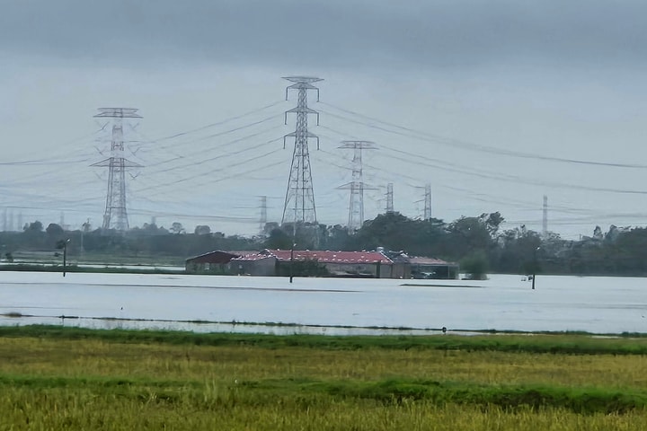 Lũ nhấn chìm gần 8.000 ha hoa màu, nông dân nguy cơ "mất trắng" vụ lúa chín