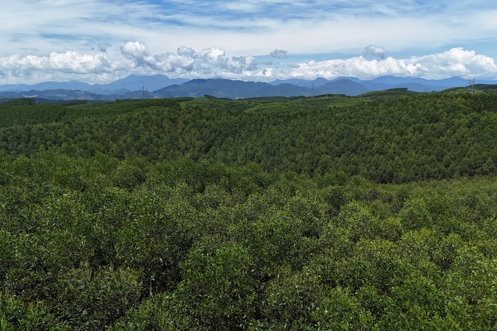 Quảng Trị: Hơn 200 ha đất rừng sử dụng trái phép bao giờ mới được thu hồi?