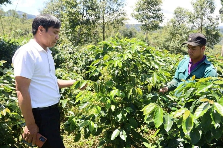 Cà phê xứ lạnh, hướng đi mới giúp dân thoát nghèo