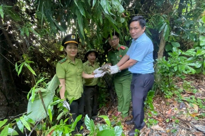 Thả cá thể rùa núi vàng quý hiếm về lại rừng tự nhiên