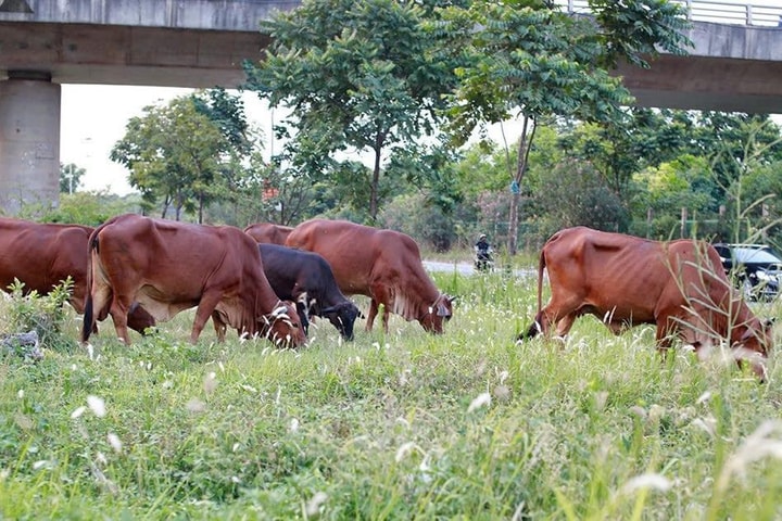 Tăng cường kiểm soát dịch bệnh động vật, bảo vệ an toàn đàn vật nuôi