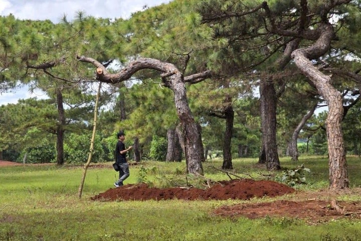 Chủ tịch tỉnh Gia Lai chỉ đạo làm rõ hàng loạt cây thông cổ thụ bonsai bị đào bứng