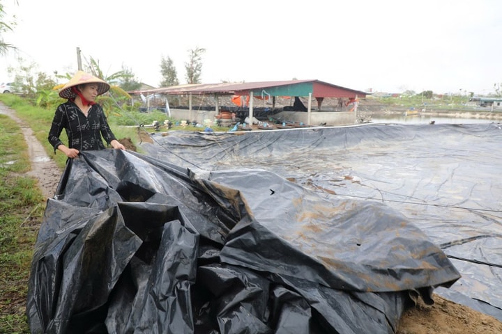 Sau bão, người nuôi tôm ven biển Nghệ An trắng tay