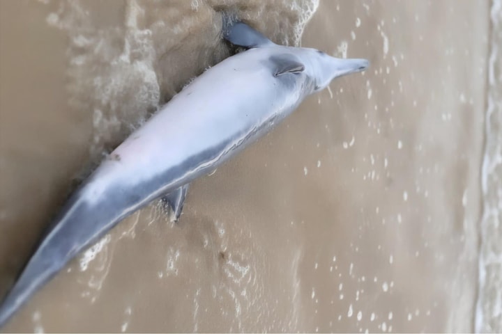 Người dân xã Phú Vinh cứu hộ cá heo bị sóng đánh dạt vào bờ