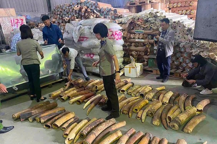 Tiêu hủy hơn nửa tấn ngà voi nhập lậu