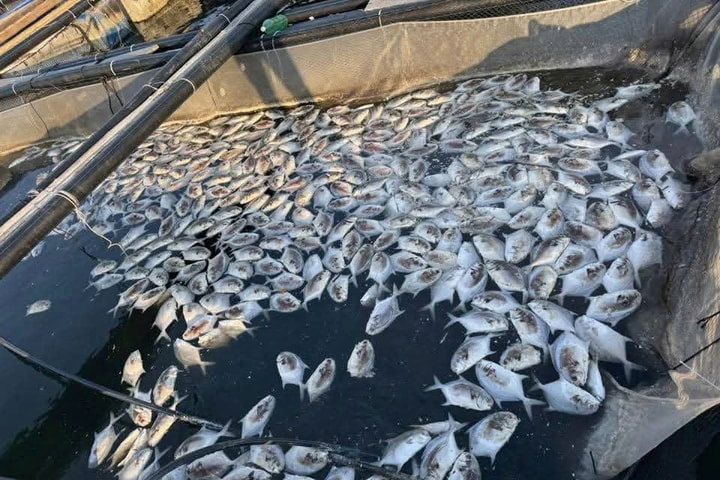 Cá nuôi chết hàng loạt tại Vân Đồn, lực lượng chức năng khẩn trương vào cuộc