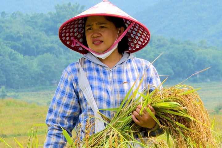 Mùa vàng trên biên cương