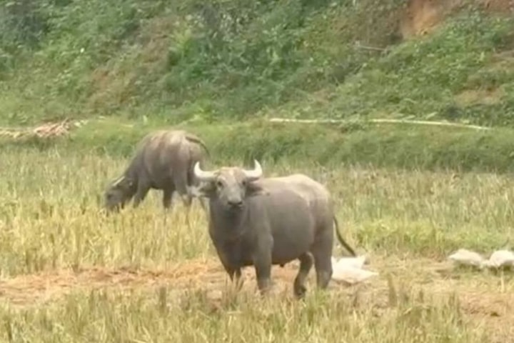 Trâu điên tấn công nhiều người ở Nghệ An