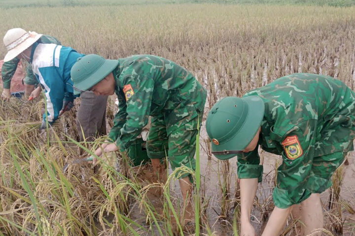 Quảng Trị: Bộ đội Biên phòng giúp dân thu hoạch lúa, ứng phó mưa lũ