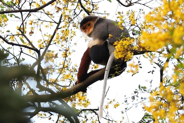 Đơn vị nào ở Đà Nẵng được ủy quyền quản lý nguồn gen và loài quý hiếm?