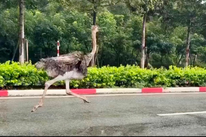 Đà điểu "khổng lồ" xuất hiện ở TP.HCM