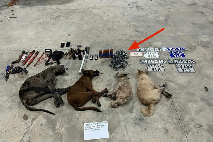 TP.HCM: Tàng trữ loạt biển số giả dùng ô tô đi bắt trộm chó