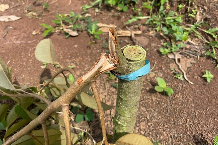 Đồng Nai: Công an xác minh vườn sầu riêng bị chặt phá