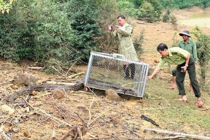 Thả trăn trong Sách đỏ về lại rừng
