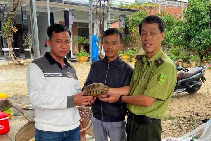 Người dân Huế tự nguyện giao nộp 5 cá thể rùa quý hiếm