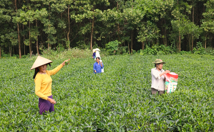 Thái Nguyên đẩy mạnh mô hình sinh kế, tạo chuyển biến rõ nét trong giảm nghèo bền vững