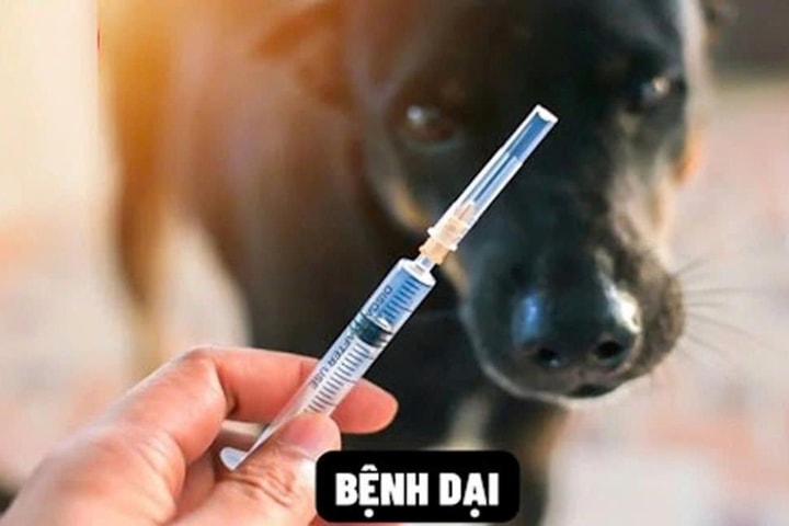 Đà Nẵng tăng cường quản lý và phòng chống bệnh dại